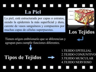 La piel, está estructurada por capas o estratos,
siendo la epidermis la más superficial y dura,
carente de vasos sanguíneos y compuestos por
muchas capas de células superpuestas.
Los Tejidos
Tienen origen embrionario que se diferencian y
agrupan para cumplir funciones diferentes.
Tipos de Tejidos
1.TEJIDO EPITELIAL
2.TEJIDO CONJUNTIVO
3.TEJIDO MUSCULAR
4.TEJIDO NERVIOSO
 