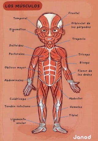 Cuerpo humano