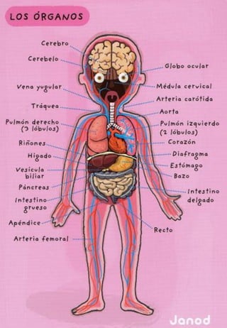 Cuerpo humano