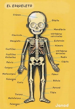 Cuerpo humano