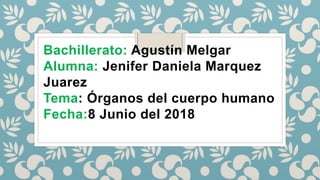 Bachillerato: Agustín Melgar
Alumna: Jenifer Daniela Marquez
Juarez
Tema: Órganos del cuerpo humano
Fecha:8 Junio del 2018
 
