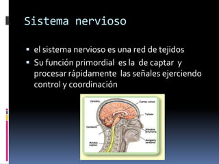Sistema nervioso

 el sistema nervioso es una red de tejidos
 Su función primordial es la de captar y
  procesar rápidamente las señales ejerciendo
  control y coordinación
 