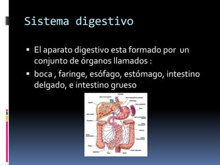 Sistema digestivo

 El aparato digestivo esta formado por un
  conjunto de órganos llamados :
 boca , faringe, esófago, estómago, intestino
  delgado, e intestino grueso
 