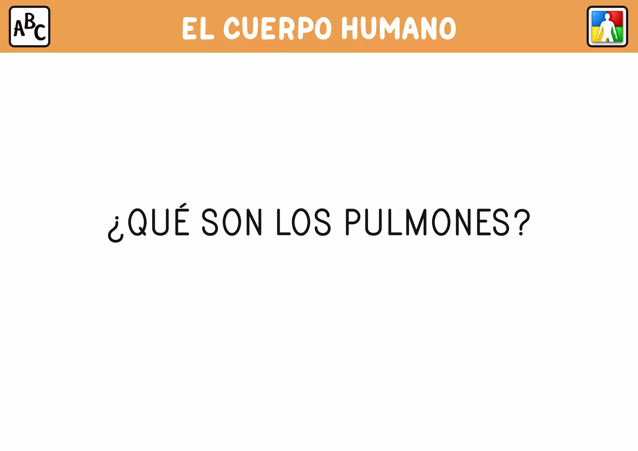 EL CUERPO HUMANO
¿QUÉ SON LOS PULMONES?
 