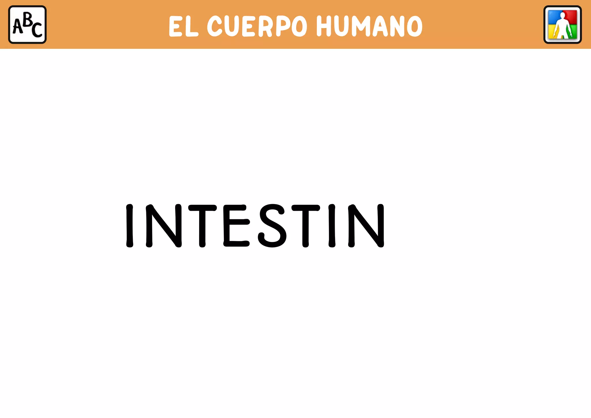 EL CUERPO HUMANO
INTESTINOS
 
