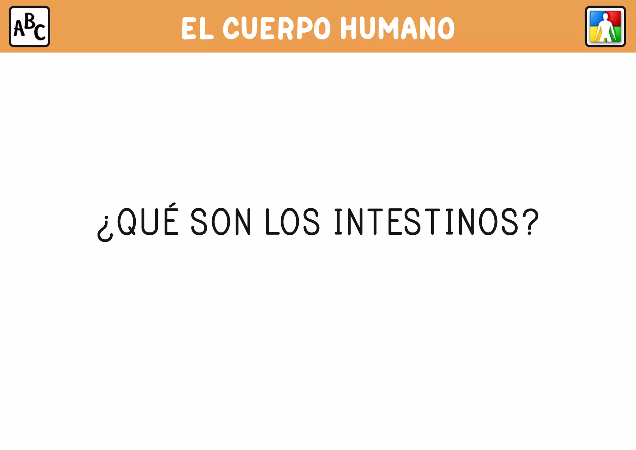 EL CUERPO HUMANO
¿QUÉ SON LOS INTESTINOS?
 
