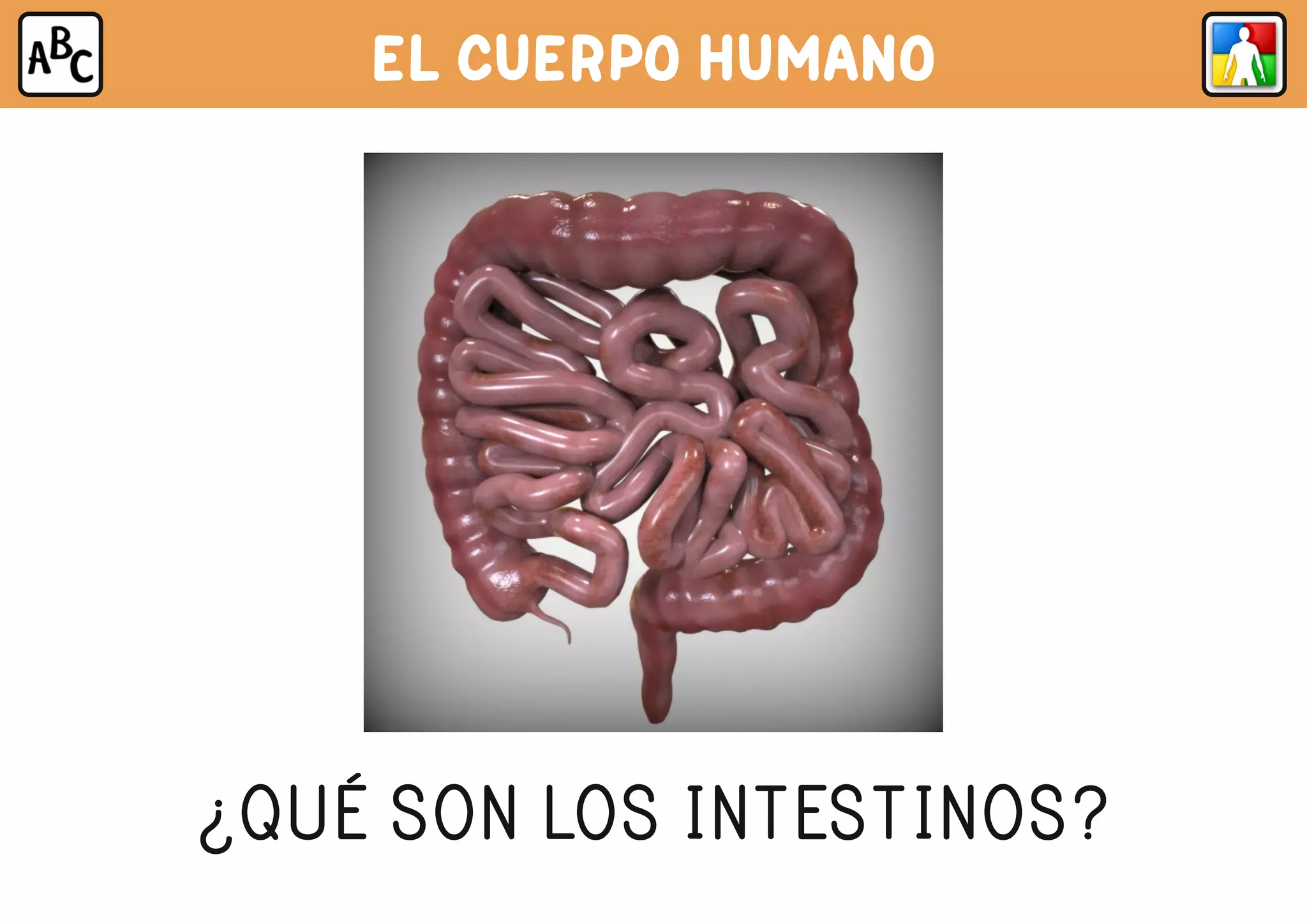 EL CUERPO HUMANO
¿QUÉ SON LOS INTESTINOS?
 