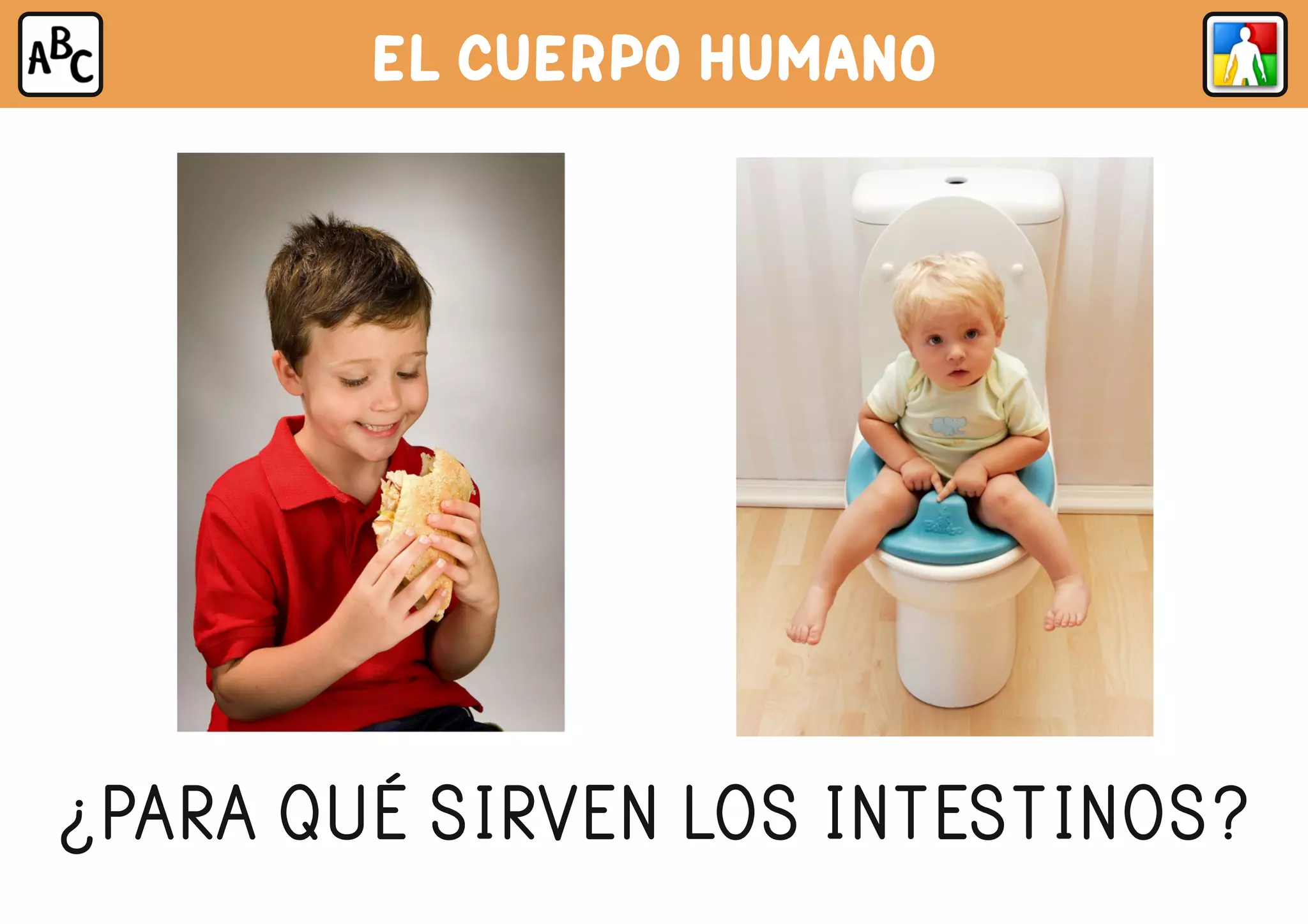 EL CUERPO HUMANO
¿PARA QUÉ SIRVEN LOS INTESTINOS?
 