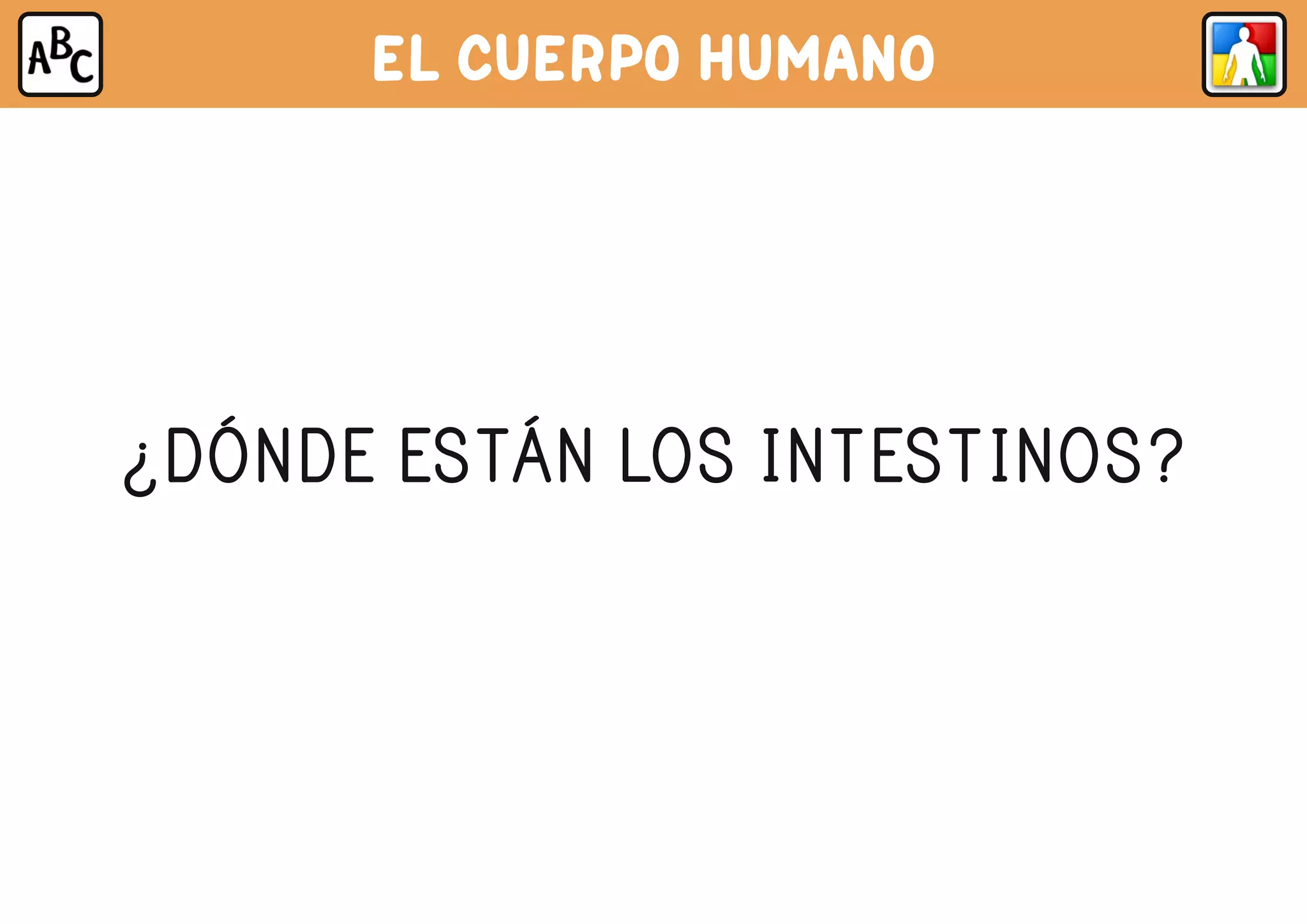 EL CUERPO HUMANO
¿DÓNDE ESTÁN LOS INTESTINOS?
 