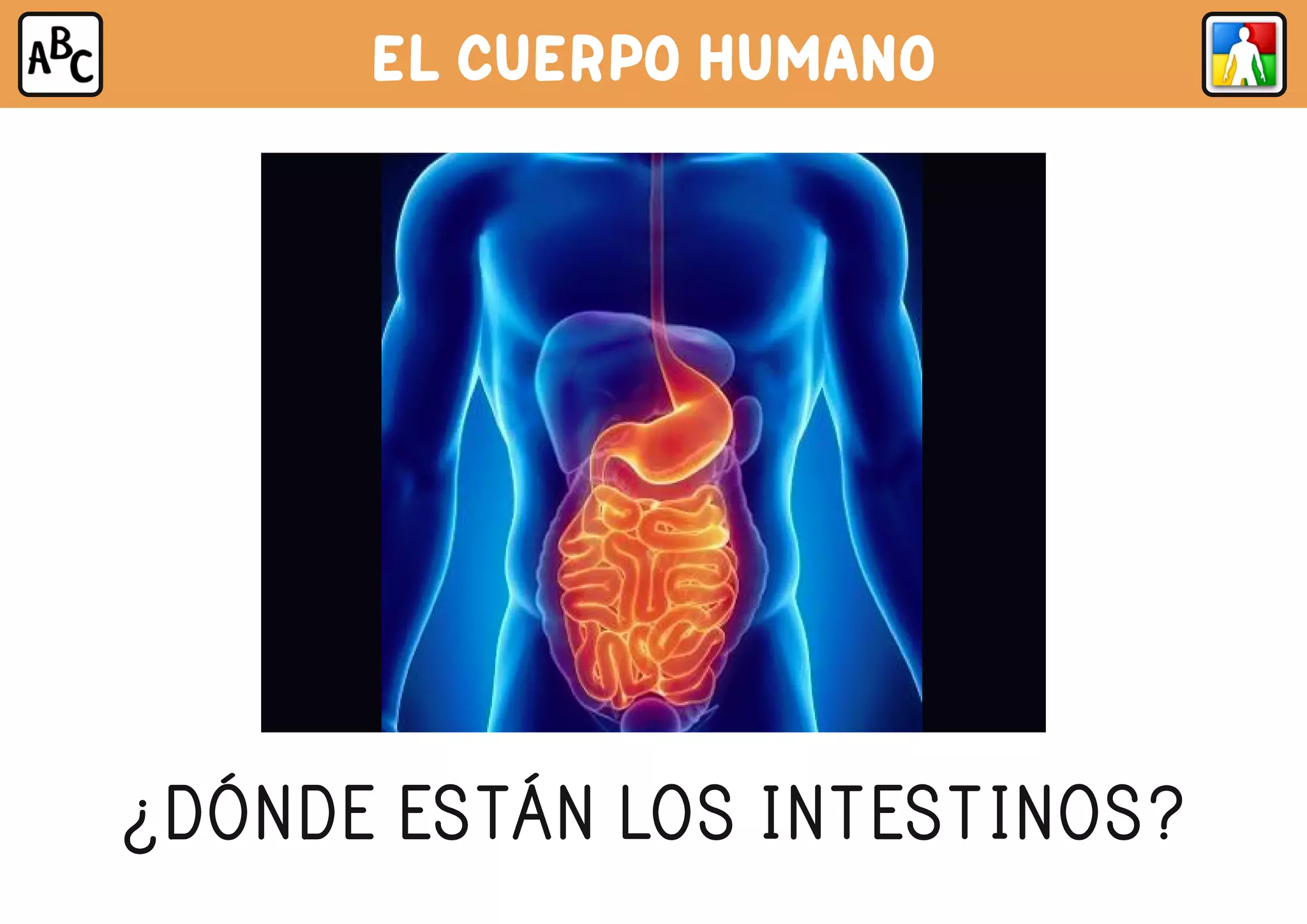 EL CUERPO HUMANO
¿DÓNDE ESTÁN LOS INTESTINOS?
 
