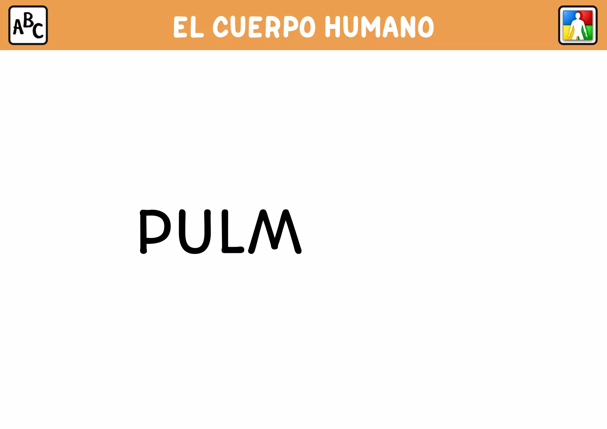 EL CUERPO HUMANO
PULMONES
 