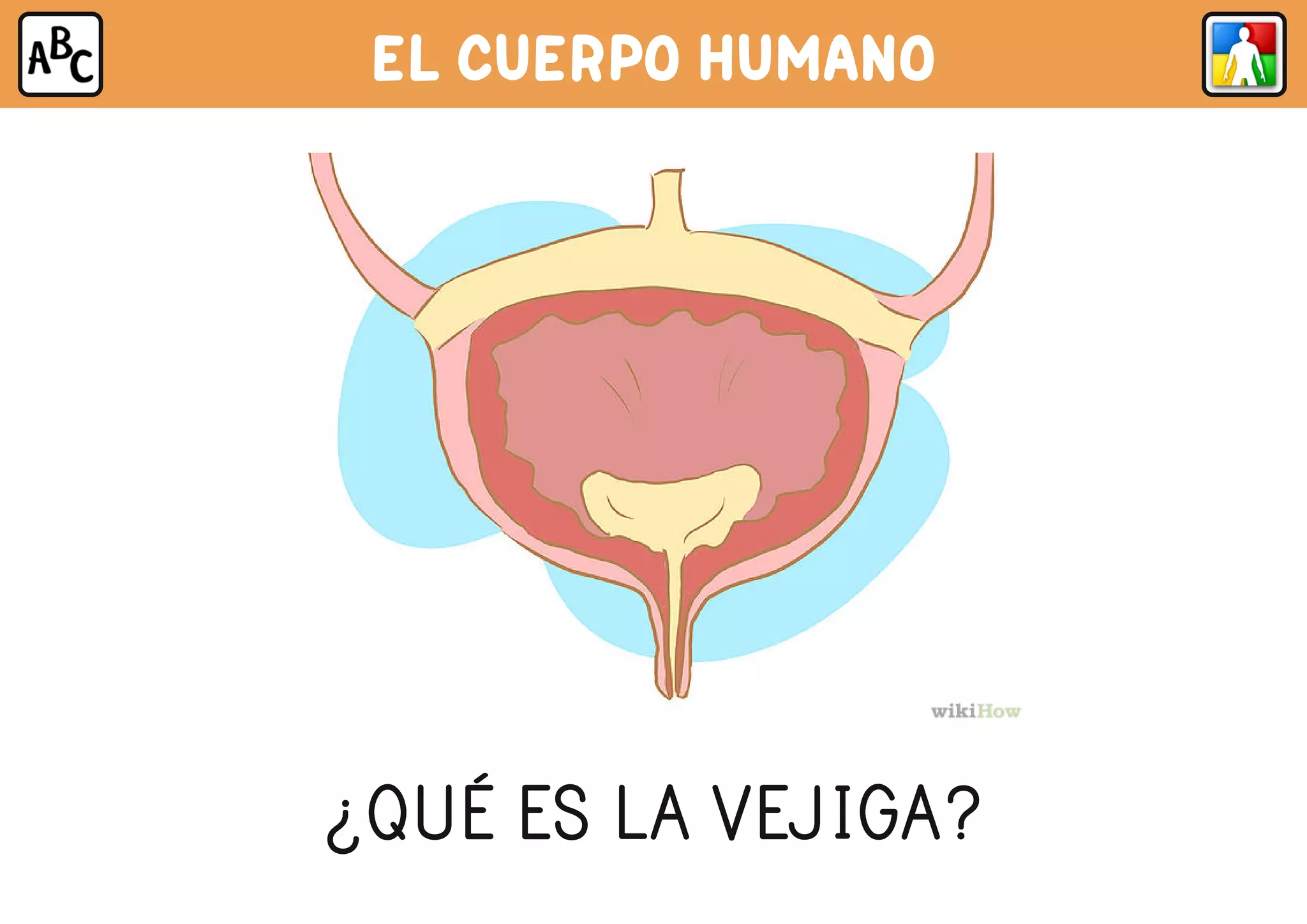 EL CUERPO HUMANO
¿QUÉ ES LA VEJIGA?
 