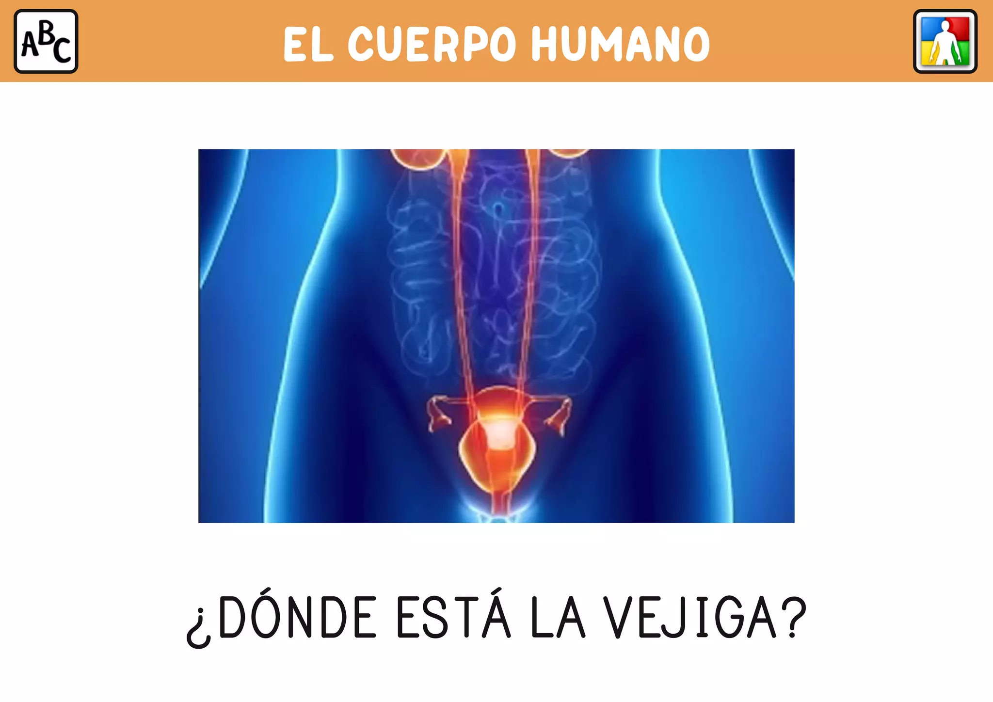 EL CUERPO HUMANO
¿DÓNDE ESTÁ LA VEJIGA?
 
