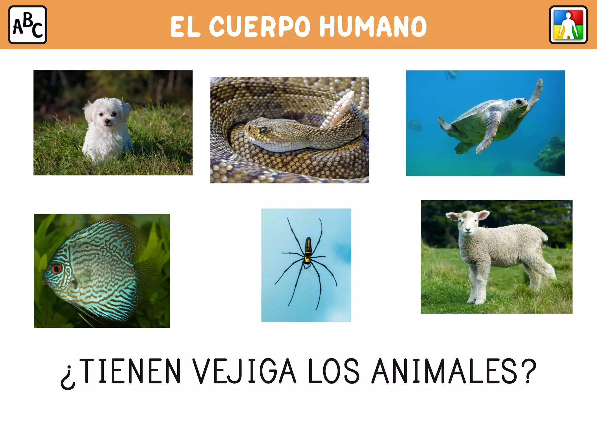 EL CUERPO HUMANO
¿TIENEN VEJIGA LOS ANIMALES?
 