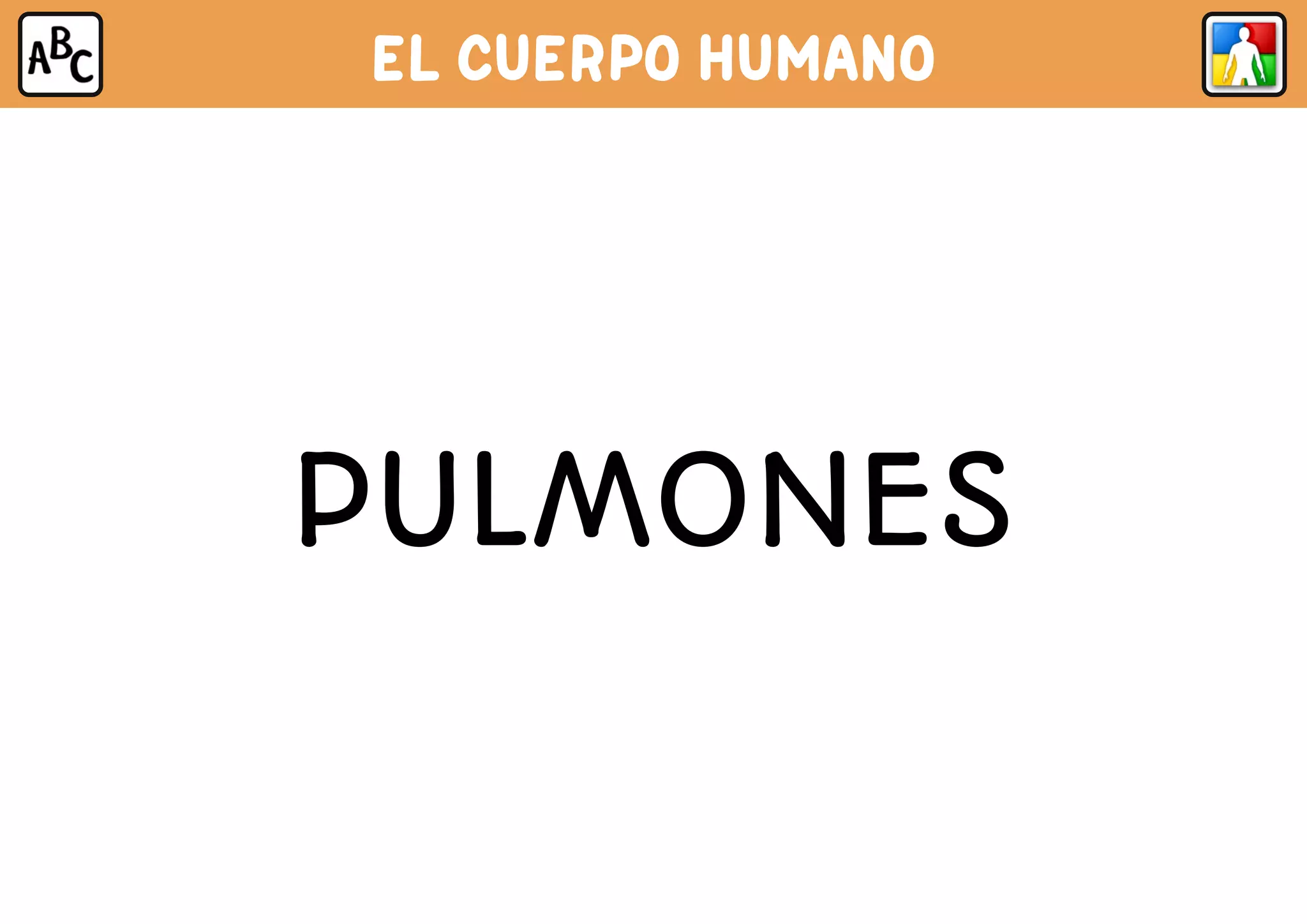 EL CUERPO HUMANO
PULMONES
 