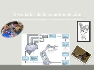 Resultados de la experimentación
Retroalimentación sensorial dirigida al cerebro mediante interfaz neuronal
 