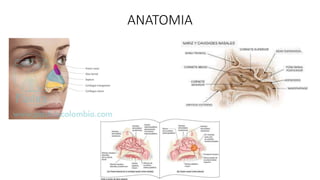 ANATOMIA
 