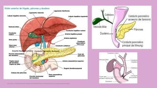 Córdoba Villalobos José Angel.Procedimientos endoscopicos en gastroenterología
 