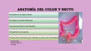 ANATOMÍA DEL COLON Y RECTO
El intestino es un órgano tubular
Se localiza en cavidad abdominal
Tiene porciones fijas y otras flexibles
El mesenterio es su soporte
El colon posee 3 porciones que contienen un meso y son muy flexibles:
• El sigmoides
• Colon transverso
• El ciego
Córdoba Villalobos José Angel.Procedimientos endoscopicos en gastroenterología
 