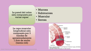 • Mucosa
• Submucosa
• Muscular
• Serosa
La pared del colon
esta compuesta por
varias capas:
La capa muscular
longitudinal esta
compuesta por 3
bandas de
aproximadamente
1.2cm de ancho
(taenia coli)
Córdoba Villalobos José Angel.Procedimientos endoscopicos en gastroenterología
 