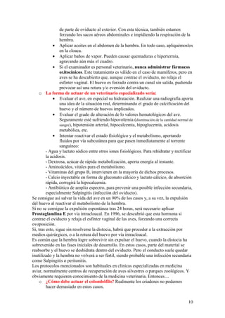 10
de parte de oviducto al exterior. Con esta técnica, también estamos
forzando los sacos aéreos abdominales e impidiendo la respiración de la
hembra.
• Aplicar aceites en el abdomen de la hembra. En todo caso, apliquémoslos
en la cloaca.
• Aplicar baños de vapor. Pueden causar quemaduras e hipertermia,
agravando aún más el cuadro.
• Si el examinador es personal veterinario, nunca administrar fármacos
oxitocínicos. Este tratamiento es válido en el caso de mamíferos, pero en
aves se ha descubierto que, aunque contrae el oviducto, no relaja el
esfínter vaginal. El huevo es forzado contra un canal sin salida, pudiendo
provocar así una rotura y/o eversión del oviducto.
o La forma de actuar de un veterinario especializado sería:
• Evaluar el ave, en especial su hidratación. Realizar una radiografía aporta
una idea de la situación real, determinando el grado de calcificación del
huevo y el número de huevos implicados.
• Evaluar el grado de alteración de lo valores hematológicos del ave.
Seguramente esté sufriendo hipovolemia (disminución de la cantidad normal de
sangre), hipotensión arterial, hipocalcemia, hipoglucemia, acidosis
metabólica, etc.
• Intentar reactivar el estado fisiológico y el metabolismo, aportando
fluidos por vía subcutánea para que pasen inmediatamente al torrente
sanguíneo:
- Agua y lactato sódico entre otros iones fisiológicos. Para rehidratar y rectificar
la acidosis.
- Dextrosa, azúcar de rápida metabolización, aporta energía al instante.
- Aminoácidos, vitales para el metabolismo.
- Vitaminas del grupo B, intervienen en la mayoría de dichos procesos.
- Calcio inyectable en forma de gluconato cálcico y lactato cálcico, de absorción
rápida, corregirá la hipocalcemia.
- Antibiótico de amplio espectro, para prevenir una posible infección secundaria,
especialmente Salpingitis (infección del oviducto).
Se consigue así salvar la vida del ave en un 90% de los casos y, a su vez, la expulsión
del huevo al reactivar el metabolismo de la hembra.
Si no se consigue la expulsión espontánea tras 24 horas, será necesario aplicar
Prostaglandina E por vía intracloacal. En 1996, se descubrió que esta hormona sí
contrae el oviducto y relaja el esfínter vaginal de las aves, forzando una correcta
ovoposición.
Si, tras esto, sigue sin resolverse la distocia, habrá que proceder a la extracción por
medios quirúrgicos, o a la rotura del huevo por vía intracloacal.
Es común que la hembra logre sobrevivir sin expulsar el huevo, cuando la distocia ha
sobrevenido en las fases iniciales de desarrollo. En estos casos, parte del material se
reabsorbe y el huevo se deshidrata dentro del oviducto. Pero el conducto suele quedar
inutilizado y la hembra no volverá a ser fértil, siendo probable una infección secundaria
como Salpingitis o peritonitis.
Los protocolos mencionados son habituales en clínicas especializadas en medicina
aviar, normalmente centros de recuperación de aves silvestres o parques zoológicos. Y
obviamente requieren conocimiento de la medicina veterinaria. Entonces…
o ¿Cómo debe actuar el colombófilo? Realmente los criadores no podemos
hacer demasiado en estos casos.
 