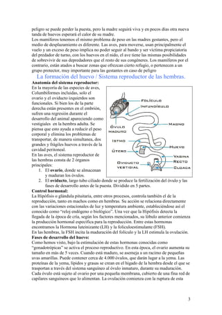 3
peligro se puede perder la puesta, pero la madre seguirá viva y en pocos días otra nueva
tanda de huevos esperará el calor de su madre.
Los mamíferos tenemos el mismo problema de peso en las madres gestantes, pero el
medio de desplazamiento es diferente. Las aves, para moverse, usan principalmente el
vuelo y un exceso de peso implica no poder seguir al bando y ser víctima propiciatoria
del predador de turno, con los huevos en el nido, el ave tiene las mismas posibilidades
de sobrevivir de sus depredadores que el resto de sus congéneres. Los mamíferos por el
contrario, están atados a buscar zonas que ofrezcan cierto refugio, o pertenecen a un
grupo protector, muy importante para las gestantes en caso de peligro
La formación del huevo / Sistema reproductor de las hembras.
Anatomía del sistema reproductor:
En la mayoría de las especies de aves,
Columbiformes incluidas, solo el
ovario y el oviducto izquierdos son
funcionales. Si bien los de la parte
derecha están presentes en el embrión,
sufren una regresión durante el
desarrollo del animal apareciendo como
vestigiales en la hembra adulta. Se
piensa que esto ayuda a reducir el peso
corporal y elimina los problemas de
transportar, de manera simultanea, dos
grandes y frágiles huevos a través de la
cavidad peritoneal.
En las aves, el sistema reproductor de
las hembras consta de 2 órganos
principales:
1. El ovario, donde se almacenan
y maduran los óvulos.
2. El oviducto, largo tubo ciliado donde se produce la fertilización del óvulo y las
fases de desarrollo antes de la puesta. Dividido en 5 partes.
Control hormonal:
La Hipófisis o glándula pituitaria, entre otros procesos, controla también el de la
reproducción, tanto en machos como en hembras. Su acción se relaciona directamente
con las variaciones estacionales de luz y temperatura ambiente, estableciéndose así el
conocido como “reloj endógeno o biológico”. Una vez que la Hipófisis detecta la
llegada de la época de cría, según los factores mencionados, su lóbulo anterior comienza
la producción hormonal específica para la reproducción. Entre estas hormonas
encontramos la Hormona luteinizante (LH) y la foliculoestimulante (FSH).
En las hembras, la FSH incita la maduración del folículo y la LH estimula la ovulación.
Fases de desarrollo del huevo:
Como hemos visto, bajo la estimulación de estas hormonas conocidas como
“gonadotrópicas” se activa el proceso reproductivo. En esta época, el ovario aumenta su
tamaño en más de 5 veces. Cuando está maduro, se asemeja a un racimo de pequeñas
uvas amarillas. Puede contener cerca de 4.000 óvulos, que darán lugar a la yema. Las
proteínas de la yema, lípidos y grasas se crean en el hígado de la hembra desde el que se
trasportan a través del sistema sanguíneo al óvulo inmaturo, durante su maduración.
Cada óvulo está sujeto al ovario por una pequeña membrana, cubierto de una fina red de
capilares sanguíneos que lo alimentan. La ovulación comienza con la ruptura de esta
 