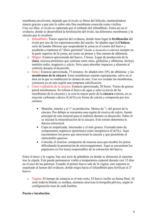 4
membrana envolvente, dejando que el óvulo se libere del folículo, manteniéndose
intacto gracias a que aún lo cubre otra fina membrana conocida como vitelina.
Una vez libre, el óvulo es capturado por el embudo del infundíbulo. Entra así en el
oviducto, donde se desarrollará la fertilización del óvulo, las diferentes membranas y la
cáscara que lo recubren.
o Infundíbulo: Tracto superior del oviducto, donde tiene lugar la fertilización del
óvulo por uno de los espermatozoides del macho. Se añaden aquí la Chalaza,
serie de bandas fibrosas que suspenderán la yema en el centro del huevo y
ayudarán a mantener el “disco germinal” (donde se desarrolla el embrión) siempre en
la parte superior de la yema; así como un primer y fino estrato de albúmina.
o Magno: Estancia aproximada del huevo, 3 horas. Lugar de producción de la
clara, mucosa proteínica que contiene entre otras, globulina y albúmina. Incluye
también sodio, magnesio y calcio. Sirve para absorber impactos y alimenta al
embrión durante el desarrollo.
o Istmo: Estancia aproximada, 75 minutos. Se añaden otro 10% de albúmina y las
membranas de la cáscara. Estas membranas estarán superpuestas, salvo en el
área en la que se establecerá la cámara de aire. Una vez creadas las membranas,
comienza ya en esta región una temprana calcificación.
o Útero o glándula de la cáscara: Estancia aproximada, 20 horas. Tracto de gruesa
pared membranosa. Se rellena el huevo de agua y sales (a través de las
membranas de la cáscara) y se crea la mayor parte de la cáscara externa, en su
mayoría carbonato cálcico (CaCO3) en forma de calcita y compuesta por tres
estratos:
• Mamilar, interno y el 1º en producirse. Menos de 1
/3 del grosor de la
cáscara. Por debajo se encuentra una región de reserva de calcio, fuente
principal de este mineral para el embrión durante su desarrollo. Sobre él
se iniciará la mineralización de la cáscara. Este estrato determina la
dureza estructural.
• Capa en empalizada, intermedio y el más grueso. Formada tanto de
componentes orgánicos (proteínas) como inorgánicos (CaCO3). Aquí
encontramos los poros que atraviesan la cáscara y que permitirán el
intercambio gaseoso.
• Cutícula, el exterior, compuesto de mucosa seca que recubre los poros
dificultando la penetración de microorganismos. Aquí se encuentran los
pigmentos (si los tiene) responsables de la coloración del huevo.
Entre el útero y la vagina, hay una serie de glándulas en donde se almacena el esperma
tras la cópula. Este puede permanecer viable a temperatura corporal durante casi 15 días
en el caso de las palomas. Cuando el primer huevo sale de la vagina, este esperma es
expulsado al lumen del oviducto, donde migra hacia el infundíbulo para fertilizar al 2º
huevo.
o Vagina: El tiempo de estancia es el más corto. El huevo recibe su forma final. Al
estar todavía blando se moldea, mientras atraviesa la horquilla pélvica, según la
configuración ósea de cada hembra.
Puesta e incubación:
 