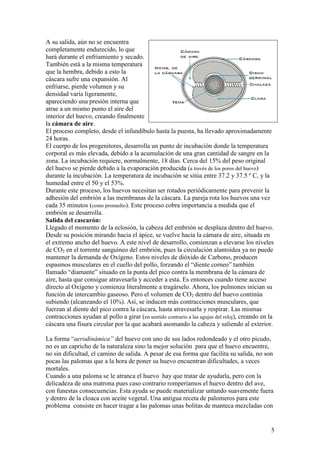 5
A su salida, aún no se encuentra
completamente endurecido, lo que
hará durante el enfriamiento y secado.
También está a la misma temperatura
que la hembra, debido a esto la
cáscara sufre una expansión. Al
enfriarse, pierde volumen y su
densidad varía ligeramente,
apareciendo una presión interna que
atrae a un mismo punto el aire del
interior del huevo, creando finalmente
la cámara de aire.
El proceso completo, desde el infundíbulo hasta la puesta, ha llevado aproximadamente
24 horas.
El cuerpo de los progenitores, desarrolla un punto de incubación donde la temperatura
corporal es más elevada, debido a la acumulación de una gran cantidad de sangre en la
zona. La incubación requiere, normalmente, 18 días. Cerca del 15% del peso original
del huevo se pierde debido a la evaporación producida (a través de los poros del huevo)
durante la incubación. La temperatura de incubación se sitúa entre 37.2 y 37.5 º C, y la
humedad entre el 50 y el 53%.
Durante este proceso, los huevos necesitan ser rotados periódicamente para prevenir la
adhesión del embrión a las membranas de la cáscara. La pareja rota los huevos una vez
cada 35 minutos (como promedio). Este proceso cobra importancia a medida que el
embrión se desarrolla.
Salida del cascarón:
Llegado el momento de la eclosión, la cabeza del embrión se desplaza dentro del huevo.
Desde su posición mirando hacia el ápice, se vuelve hacia la cámara de aire, situada en
el extremo ancho del huevo. A este nivel de desarrollo, comienzan a elevarse los niveles
de CO2 en el torrente sanguíneo del embrión, pues la circulación alantoidea ya no puede
mantener la demanda de Oxígeno. Estos niveles de dióxido de Carbono, producen
espasmos musculares en el cuello del pollo, forzando el “diente corneo” también
llamado “diamante” situado en la punta del pico contra la membrana de la cámara de
aire, hasta que consigue atravesarla y acceder a esta. Es entonces cuando tiene acceso
directo al Oxígeno y comienza literalmente a tragárselo. Ahora, los pulmones inician su
función de intercambio gaseoso. Pero el volumen de CO2 dentro del huevo continúa
subiendo (alcanzando el 10%). Así, se inducen más contracciones musculares, que
fuerzan al diente del pico contra la cáscara, hasta atravesarla y respirar. Las mismas
contracciones ayudan al pollo a girar (en sentido contrario a las agujas del reloj), creando en la
cáscara una fisura circular por la que acabará asomando la cabeza y saliendo al exterior.
La forma “aerodinámica” del huevo con uno de sus lados redondeado y el otro picudo,
no es un capricho de la naturaleza sino la mejor solución para que el huevo encuentre,
no sin dificultad, el camino de salida. A pesar de esa forma que facilita su salida, no son
pocas las palomas que a la hora de poner su huevo encuentran dificultades, a veces
mortales.
Cuando a una paloma se le atranca el huevo hay que tratar de ayudarla, pero con la
delicadeza de una matrona pues caso contrario romperíamos el huevo dentro del ave,
con funestas consecuencias. Esta ayuda se puede materializar untando suavemente fuera
y dentro de la cloaca con aceite vegetal. Una antigua receta de palomeros para este
problema consiste en hacer tragar a las palomas unas bolitas de manteca mezcladas con
 