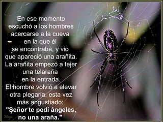 En ese momento escuchó a los hombres acercarse a la cueva  en la que él  se encontraba, y vio  que apareció una arañita.  La arañita empezó a tejer una telaraña  en la entrada. El hombre volvió a elevar otra plegaria, esta vez más angustiado:  "Señor te pedí ángeles, no una araña."   