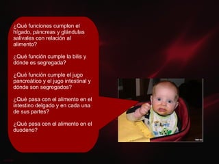 ¿Qué funciones cumplen el hígado, páncreas y glándulas salivales con relación al alimento? ¿Qué función cumple la bilis y dónde es segregada? ¿Qué función cumple el jugo pancreático y el jugo intestinal y dónde son segregados? ¿Qué pasa con el alimento en el intestino delgado y en cada una de sus partes? ¿Qué pasa con el alimento en el duodeno? 