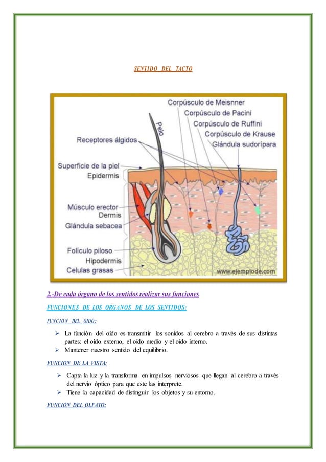 LOS ORGANOS DE LOS CINCO SENTIDOS | PDF