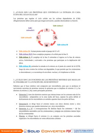 2. ¿CUÁLES SON LAS PROTEÍNAS QUE CONTROLAN LA ENTRADA EN CADA
ETAPA DEL CICLO CELULAR?
Las proteínas que regulan el ciclo celular son las ciclinas dependientes de (Cdk)
obligatoriamente deben unirse para que tengan activación y puedan desencadenar su función.
 Cdk-ciclina G1: Actúan promoviendo al pasaje de G1 a S.
 Cdk-ciclinas G1/S: Estos complejos preparan a la célula para la fase S.
 Cdk-ciclinas S: El complejo de la fase S estimulan el ingreso en la fase de síntesis
activa, fosforilando y activando a las proteínas que participan en la duplicación del
DNA.
 Cdk-ciclinas M: estimulan la entrada en la mitosis en el punto de control de la G2/M,
luego de estos eventos las ciclinas son degradadas, lo que permite que los cromosomas
se descondensen y se reconstituya la envoltura nuclear y el citoplasma se divida.
3. ¿CUÁLES SON LAS FUNCIONES DE LAS PROTEÍNAS MOTORAS QUE REGULAN
EL ENSAMBLAJE Y LA FUNCIÓN DEL HUSO MITÓTICO?
Sabemos que el huso mitótico está compuesto por microtúbulos, para que se produzca el
movimiento necesitan de proteínas motoras la quinesina que se desplaza al extremo (+) y las
dineinas al extremo (-), hay cuatro principales proteínas.
 Quinesina 5: tiene dos dominios motores que interaccionan con los extremos más de los
microtúbulos antiparalelos en la zona media del huso, separan los polos debido al
deslizamiento de los microtúbulos en sentidos opuestos hacia los polos del huso.
 Quinesina14: se dirige hacia el extremo menos con único domino motor y otros
dominios motores que pueden interactuar con otros microtúbulos.
 Quinesina 4 y 10: o cromoquinesinas Se desliza hacia los extremos + de los
microtúbulos asociados con los cromosomas y empuja sus extremos menos lejos
de los cromosomas
 Dineina: se dirigen hacia el extremo (-), en conjunto con las proteínas asociadas
organizan a los microtúbulos en varias ubicaciones celulares
CdK-ciclinaG1
Cdk-ciclina S
Cdk-ciclina M
CdK-
ciclinaG1/S
 