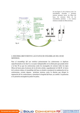 4. DESCRIBA BREVEMENTE LAS ETAPAS DE ENSAMBLAJE DEL HUSO
MITÓTICO.
Para el ensamblaje del uso mitótico primeramente los centrosomas se duplican
específicamente en la fase S, es un paso indispensable en la célula para que pueda entrar
a la fase M ya que los centrosomas serán los encargados de sostener todos los tipos
fibras de husos para el proceso de la división celular, seguidamente la Cdk-M al inicio
de la mitosis induce el ensamblaje del huso en donde se producirá la maduración de los
centrosomas, existen algunas proteínas motoras como la dineina que dirigen la
separación de los centrosomas y aumentan la longitud del huso ,en cambio la quinesina
es la proteína encargada de juntar los polos.
En esta figura A y B se observa como los
microtúbulos asociados a proteínas
motoras permiten mover las fibras del
huso, los extremos libres de los
microtúbulos permiten a los motores
proteicos extender las fibras del huso.
Fig. A
Fig. B
 