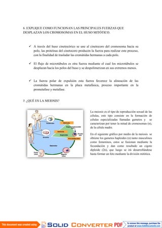 6. EXPLIQUE COMO FUNCIONAN LAS PRINCIPALES FUERZAS QUE
DESPLAZAN LOS CROMOSOMAS EN EL HUSO MITÓTICO.
 A través del huso cinetocórico se une al cinetocoro del cromosoma hacia su
polo, las proteínas del cinetocoro producen la fuerza para realizar este proceso,
con la finalidad de trasladar las cromátidas hermanas a cada polo.
 El flujo de microtúbulos es otra fuerza mediante el cual los microtúbulos se
desplazan hacia los polos del huso y se despolimerizan en sus extremos menos.
 La fuerza polar de expulsión esta fuerza favorece la alineación de las
cromátidas hermanas en la placa metafásica, proceso importante en la
prometafase y metafase.
7. ¿QUÉ ES LA MEIOSIS?
La meiosis es el tipo de reproducción sexual de las
células, este tipo consiste en la formación de
células especializadas llamadas gametos y se
caracterizan por tener la mitad de cromosomas (n),
de la célula madre.
En el siguiente gráfico por medio de la meiosis se
obtiene los gametos haploides (n) tanto masculinos
como femeninos, estos se fusionan mediante la
fecundación y dan como resultado un cigoto
diploide (2n), que luego se irá desarrollándose
hasta formar un feto mediante la división mitótica.
 