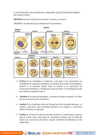 8. ¿CUÁLES SON LAS ETAPAS DE LA MEIOSIS? ¿QUÉ EVENTOS OCURREN
EN CADA ETAPA?
MEIOSIS: consiste en dos divisiones nucleares la meiosis I, y meiosis II
MEIOSIS I: Se aparean luego se desaparean los cromosomas.
 Profase I: Las cromátidas se condensan y dan lugar a los cromosomas, los
microtúbulos se organizan ubicándose en cada polo de la célula. Se desintegra el
nucléolo y la envoltura nuclear luego se aparean y se entrecruzan los
cromosomas homólogos, a medida que avanza la profase los homólogos de cada
par comienza a separarse entre sí.
 Metafase I: los pares de homólogos se alinean en la plano ecuatorial las fibras
del uso se asocian con los cinetocoros.
 Anafase I: Los homólogos cada uno formada por dos cromátidas hermanas se
separan a cada polo, estas cromátidas hermanas no se separan, se encuentran
unidas al ubicarse en cada polo.
 Telofase I: Al final de la primera división meiótica los cromosomas se mueven
hacia los polos ahora cada grupo de cromosomas contiene solo la mitad del
número de cromosomas del núcleo original. Finalmente dividiéndose en dos
células hijas.
 