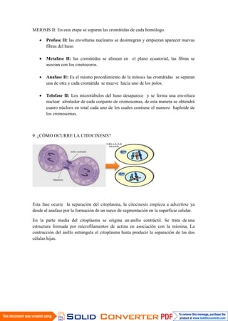 MEIOSIS II: En esta etapa se separan las cromátidas de cada homólogo.
 Profase II: las envolturas nucleares se desintegran y empiezan aparecer nuevas
fibras del huso.
 Metafase II: las cromátidas se alinean en el plano ecuatorial, las fibras se
asocian con los cinetocoros.
 Anafase II: Es el mismo procedimiento de la mitosis las cromátidas se separan
una de otra y cada cromátida se mueve hacia uno de los polos.
 Telofase II: Los microtúbulos del huso desaparece y se forma una envoltura
nuclear alrededor de cada conjunto de cromosomas, de esta manera se obtendrá
cuatro núcleos en total cada uno de los cuales contiene el numero haploide de
los cromosomas.
9. ¿CÓMO OCURRE LA CITOCINESIS?
Esta fase ocurre la separación del citoplasma, la citocinesis empieza a advertirse ya
desde el anafase por la formación de un surco de segmentación en la superficie celular.
En la parte media del citoplasma se origina un anillo contráctil. Se trata de una
estructura formada por microfilamentos de actina en asociación con la miosina, La
contracción del anillo estrangula el citoplasma hasta producir la separación de las dos
células hijas.
 