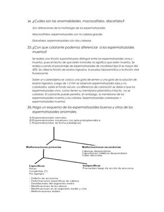 24. ¿Cuáles son las anormalidades, macrocéfalos, diacefalos?

  Son alteraciones de la morfologia de los espermatozoides

  Macrocéfalos: espermatozoides con la cabeza grande.

  Diacefalos: espermatozoides con dos cabezas

25. ¿Con que colorante podemos diferenciar a los espermatozoides
    muertos?

  Se realiza una tinción supravital para distinguir entre los espermatozoides vivos y
  muertos, pues el hecho de que estén inmóviles no significa que estén muertos. Se
  realiza cuando el porcentaje de espermatozoides de movilidad tipo D es mayor del
  50%. Se utiliza la tinción de eosina-nigrosina, la prueba hipoosmótica o la tinción vital
  fluorescente.

  Sobre un cubreobjetos se coloca una gota de semen y una gota de la solución de
  eosina-nigrosina. Luego de 1-2 min se observan espermatozoides rojos y no
  coloreados, sobre el fondo oscuro. La diferencia de coloración se debe a que los
  espermatozoides vivos -como tienen su membrana plasmática intacta-, no se
  colorean. El colorante puede penetra, sin embargo, la membrana de los
  espermatozoides muertos y los colorea. Espermatozoides coloreados =
  espermatozoides muertos!

26. Haga un esquema de los espermatozoides buenos y otros de los
    espermatozoides anormales
 