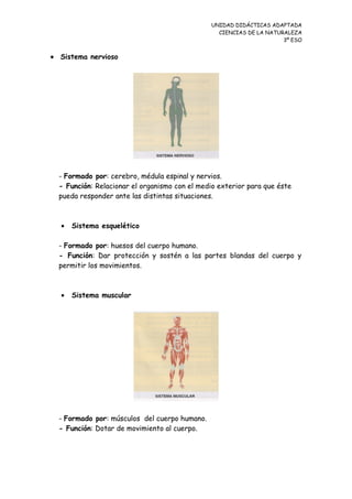 UNIDAD DIDÁCTICAS ADAPTADA
CIENCIAS DE LA NATURALEZA
3º ESO
• Sistema nervioso
- Formado por: cerebro, médula espinal y nervios.
- Función: Relacionar el organismo con el medio exterior para que éste
pueda responder ante las distintas situaciones.
• Sistema esquelético
- Formado por: huesos del cuerpo humano.
- Función: Dar protección y sostén a las partes blandas del cuerpo y
permitir los movimientos.
• Sistema muscular
- Formado por: músculos del cuerpo humano.
- Función: Dotar de movimiento al cuerpo.
 