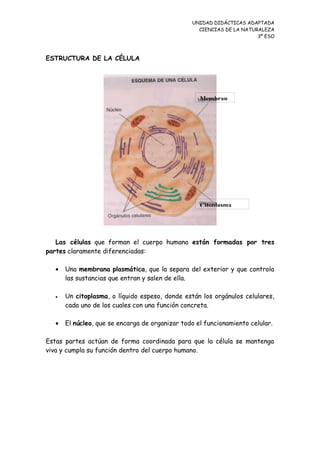 UNIDAD DIDÁCTICAS ADAPTADA
CIENCIAS DE LA NATURALEZA
3º ESO
ESTRUCTURA DE LA CÉLULA
Las células que forman el cuerpo humano están formadas por tres
partes claramente diferenciadas:
• Una membrana plasmática, que la separa del exterior y que controla
las sustancias que entran y salen de ella.
• Un citoplasma, o líquido espeso, donde están los orgánulos celulares,
cada uno de los cuales con una función concreta.
• El núcleo, que se encarga de organizar todo el funcionamiento celular.
Estas partes actúan de forma coordinada para que la célula se mantenga
viva y cumpla su función dentro del cuerpo humano.
Citoplasma
Membran
 