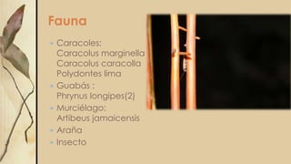 Fauna
 Caracoles:
Caracolus marginella
Caracolus caracolla
Polydontes lima
 Guabás :
Phrynus longipes(2)
 Murciélago:
Artibeus jamaicensis
 Araña
 Insecto
 