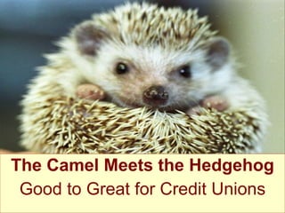 The Camel Meets the Hedgehog Good to Great for Credit Unions 