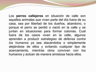 Los perros callejeros en situación de calle son
aquellos animales que viven parte del día fuera de su
casa, sea por libertad de los dueños, abandono, o
porque el perro se perdió o nació en la calle y se
juntan en situaciones para formar colonias. Cual
fuera de los casos viven en la calle, algunos
aprenden a producir estrategias de defensa contra
los humanos ya sea atacándolos o simplemente
alejándose de ellos y evitando cualquier tipo de
acercamiento, mientras otros conviven con los
humanos y actúan de manera amistosa hacia ellos.
 