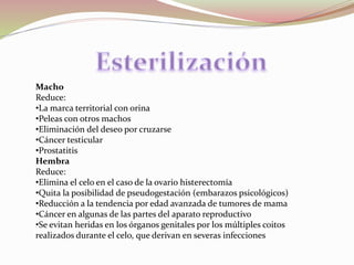 Macho
Reduce:
•La marca territorial con orina
•Peleas con otros machos
•Eliminación del deseo por cruzarse
•Cáncer testicular
•Prostatitis
Hembra
Reduce:
•Elimina el celo en el caso de la ovario histerectomía
•Quita la posibilidad de pseudogestación (embarazos psicológicos)
•Reducción a la tendencia por edad avanzada de tumores de mama
•Cáncer en algunas de las partes del aparato reproductivo
•Se evitan heridas en los órganos genitales por los múltiples coitos
realizados durante el celo, que derivan en severas infecciones
 