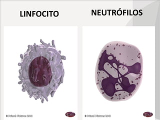 LINFOCITO NEUTRÓFILOS
 