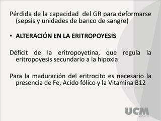Pérdida de la capacidad del GR para deformarse
(sepsis y unidades de banco de sangre)
• ALTERACIÓN EN LA ERITROPOYESIS
Déficit de la eritropoyetina, que regula la
eritropoyesis secundario a la hipoxia
Para la maduración del eritrocito es necesario la
presencia de Fe, Acido fólico y la Vitamina B12
 