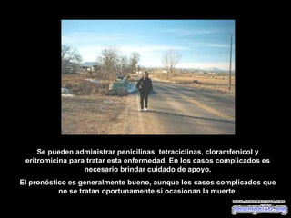 Se pueden administrar penicilinas, tetraciclinas, cloramfenicol y
eritromicina para tratar esta enfermedad. En los casos complicados es
necesario brindar cuidado de apoyo.
El pronóstico es generalmente bueno, aunque los casos complicados que
no se tratan oportunamente sí ocasionan la muerte.
 