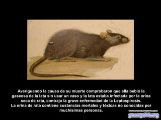 Averiguando la causa de su muerte comprobaron que ella bebió la
gaseosa de la lata sin usar un vaso y la lata estaba infectada por la orina
seca de rata, contrajo la grave enfermedad de la Leptospirosis.
La orina de rata contiene sustancias mortales y tóxicas no conocidas por
muchísimas personas.
 