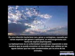 Es una infección bacteriana rara, grave y contagiosa, causada por
varias especies del género Leptospira, un microorganismo con
forma de espiral (espiroqueta).
La leptospirosis es un enfermedad causada por exposición a esta
bacteria que se puede encontrar en los climas más cálidos en las
aguas dulces que han sido contaminadas por la orina de los
animales.
 