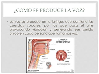 Cuidado de la voz | PDF