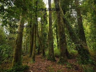 Las causas
• Fumar
• Botar basura
• Asados
• etc
 